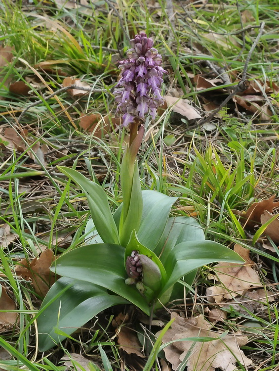 Barlia robertiana